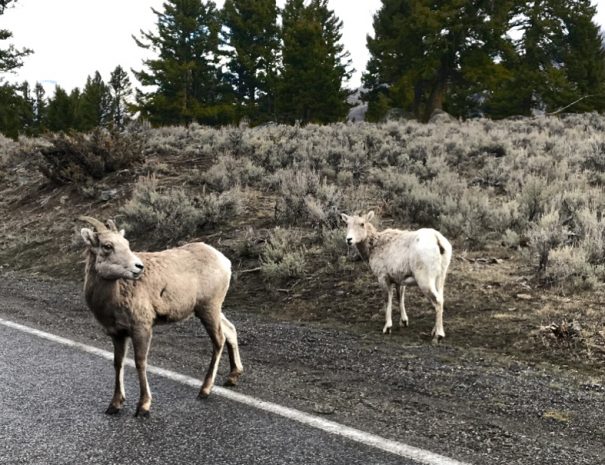 Cooke City Guided Wildlife Tours